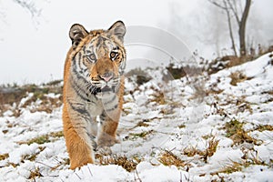 Closeup siberian tiger on snow walking front to the camera. Panthera tigris altaica