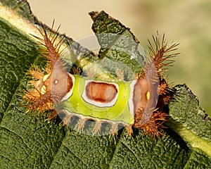 Closeup of a sibine stimulea on a green leaf