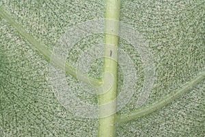 Closeup with the sickly green leaf with disease infection.