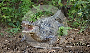 Closeup side on portrait of Black Caiman Melanosuchus niger looking at camera with jaws open showing teeth, Bolivia