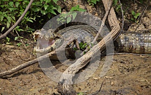 Closeup side on portrait of Black Caiman Melanosuchus niger on riverbank  with jaws  and teeth wide open, Bolivia