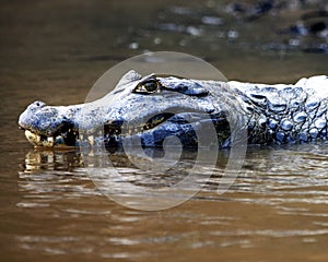 Closeup side on portrait of Black Caiman Melanosuchus niger swimming in water with jaws open showing teeth in the Pampas del Yac