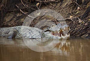 Closeup side on portrait of Black Caiman Melanosuchus niger in water with jaw open showing teeth, Bolivia