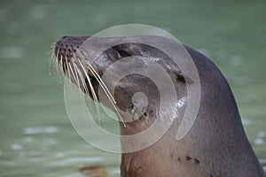 Closeup side on portrait of Galapagos Fur Seal Arctocephalus galapagoensis with head sticking out of water Galapagos Islands,