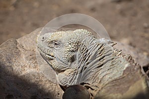 Closeup side on  portrait of GalÃ¡pagos Land Iguana Conolophus subcristatus head in sun Galapagos Islands