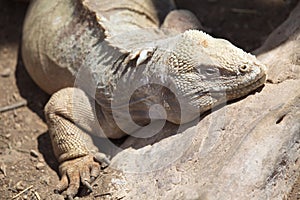 Closeup side on  portrait of GalÃ¡pagos Land Iguana Conolophus subcristatus resting on rock Galapagos Islands