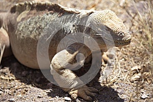 Closeup side on portrait of GalÃ¡pagos Land Iguana Conolophus subcristatus walking slowly Galapagos Islands