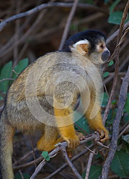 Closeup side on portrait of Golden Squirrel Monkey Saimiri sciureus sitting on branch, Bolivia