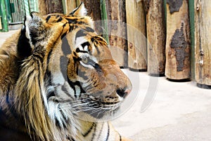 Closeup side portrait of a Sumatran tiger, look at right