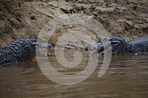 Closeup side on portrait of two Black Caiman Melanosuchus niger fighting in water with jaws open showing teeth, Bolivia