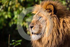 Closeup of the side profile of a lion in Pittsburgh surrounded by greenery with a blurry background