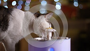 Closeup side view of adorable cat drinking water from animal home fountain. Close-up of thirsty pet catches water jets