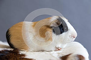 Closeup side view of adorable tricolor guinea pig with black patch on his button eye lying down