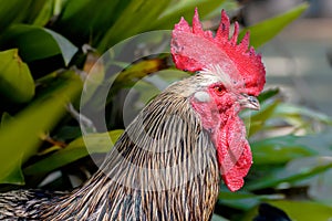 Closeup side view of a beautiful colorful rooster with red comb in front of a plant. Colorful cock portrait with a beautiful head.