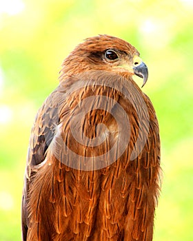 Closeup and Side view of Beautiful Golden Eagle