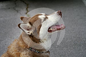 Closeup Side View of Brown and White Huskey