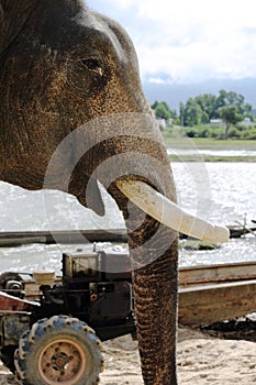 Closeup side view of elephant face with tusks removed