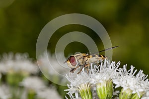 Closeup side view of a flower fly feeding on White Snakeroot flower