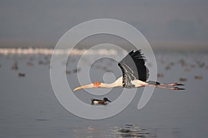 Closeup side view of a flying flamingo with many birds on the sea surface
