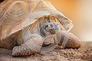 Closeup Side View of Galapagos Tortoise