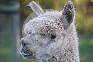 Closeup of the side view of a Huacaya alpaca animal.