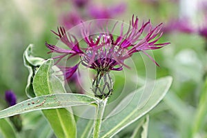 Closeup side view of a purple knapweed flower