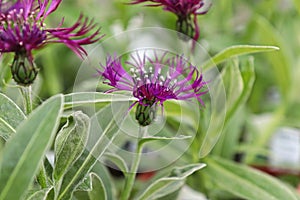 Closeup side view of a purple knapweed flower