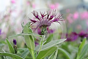 Closeup side view of a purple knapweed flower