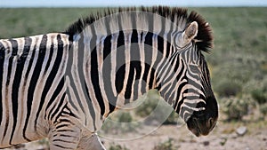 Closeup side view of striped single plains zebra walking on bush land in Etosha National Park, Namibia. photo