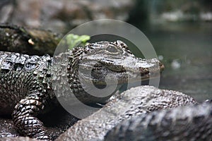 Closeup side view of Yangtze Alligator