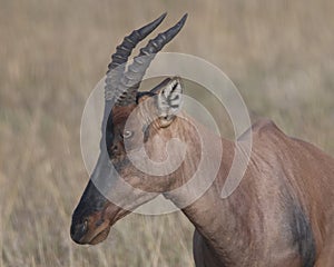 Closeup sideview adult Topi head standing in grass with head raised