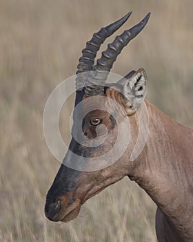 Closeup sideview adult Topi head standing in grass with head raised looking at camera