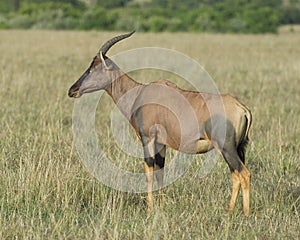 Closeup sideview adult Topi standing in grass with head raised looking forward