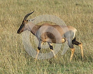 Closeup sideview adult Topi walking in grass with head raised looking forward