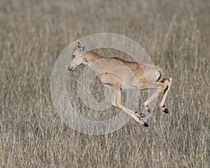 Closeup sideview airborne Topi calf running in grass with head raised looking forward