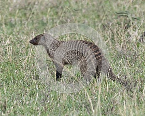 Closeup sideview of a banded mongoose standing in grass