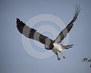 Closeup sideview of a Black-chested Harrier eagle flying with blue sky background photo