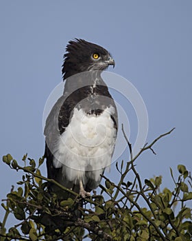 Closeup sideview of a Black-chested Harrier eagle sitting at the top of a tree with blue sky background
