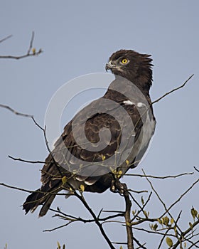 Closeup sideview of a Black-chested Harrier eagle sitting at the top of a tree with blue sky background photo