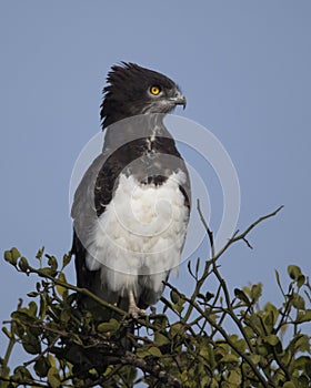 Closeup sideview of a Black-chested Harrier eagle sitting at the top of a tree with blue sky background photo