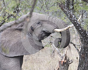 Closeup sideview of an elephant with tusks feeding on a tree