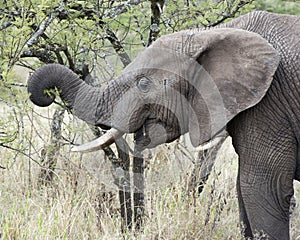 Closeup sideview of an elephant with tusks feeding on a tree