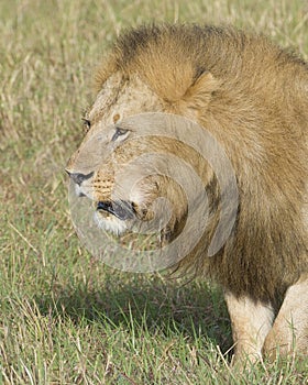 Closeup sideview face of large male lion