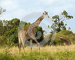 Closeup sideview of a giraffe walking in grass with another giraffe in the background