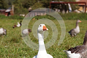 Closeup sideview of a goose head