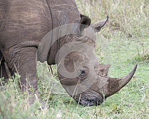 Closeup sideview of the head of a White Rhino standing eating grass