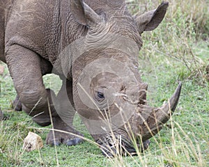 Closeup sideview of the head of a White Rhino walking eating grass