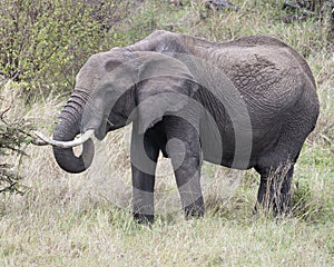 Closeup sideview of a large elephant with tusks eating a bush