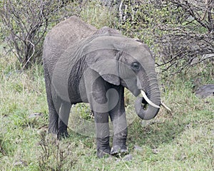 Closeup sideview of a large elephant with tusks eating grass