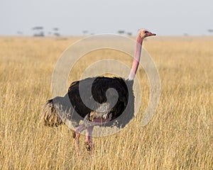 Closeup sideview male ostrich with pink neck walking in grass